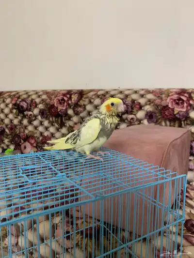 فروخ طيور الكروان 0