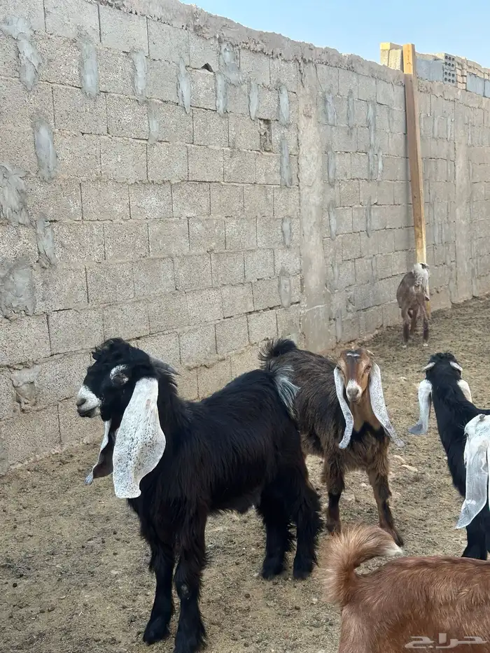 تيوس منادي 2