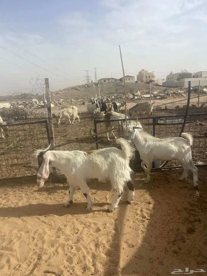 تيوس جبره فل شحم 5