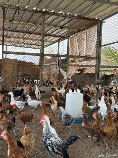 فروخ دجاج 3شهور ونص وفوق 4