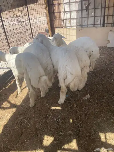 طليان 2