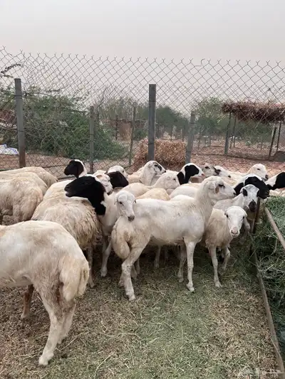 رخال رفيدي من 750 0