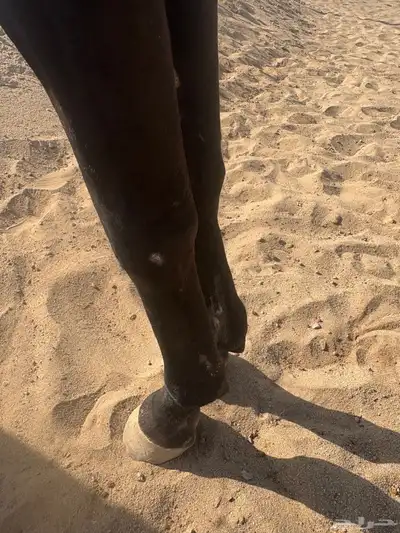 حصان اسود شيخ للبيع 3