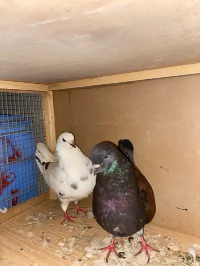زوج كنق 2