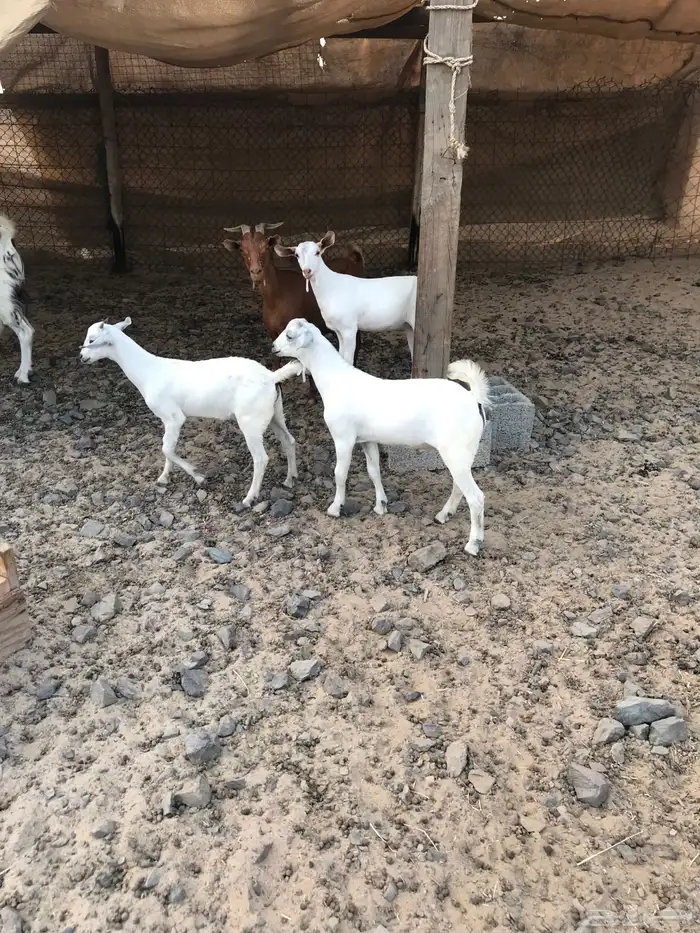 عنز محايلية تحتها3 تم البيع 0