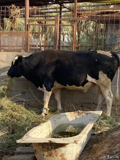 ثور 1