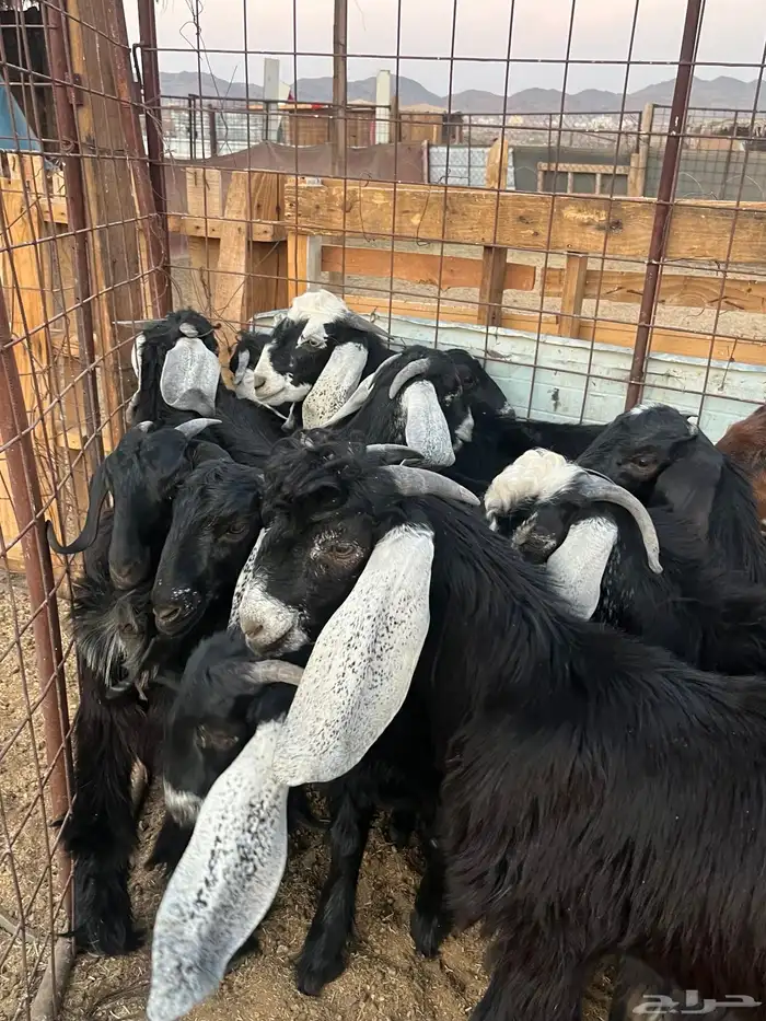 تيوس وطليان بالنص 2