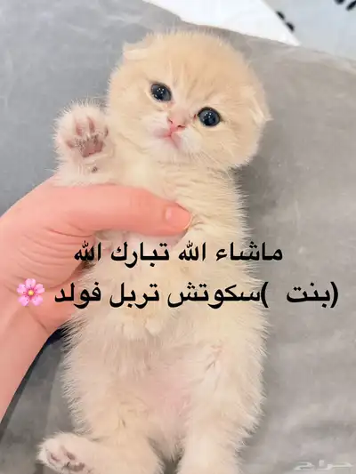 سكوتش 1