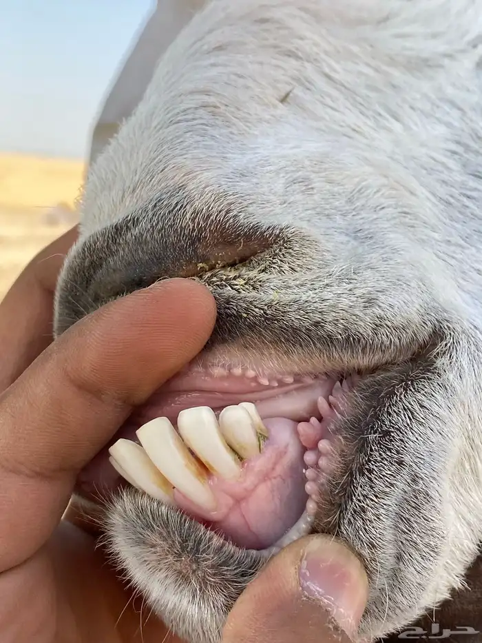 تيس صنف ومعزا 8