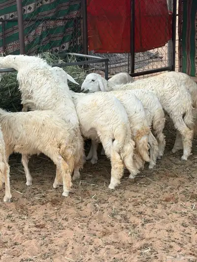 بهم للبيع 2