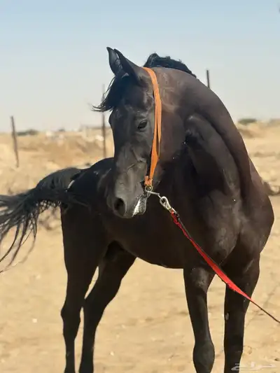 حصان اسود شيخ للبيع 0