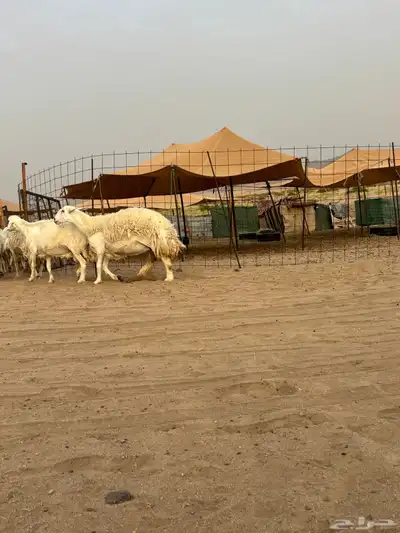 غنم حريه دفيع 25 13