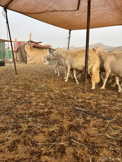 غنم حريه دفيع 25 18
