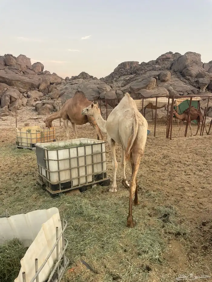 قعود العمر سنتين اللي يبي يذبح واللي يبيه ركبي 2