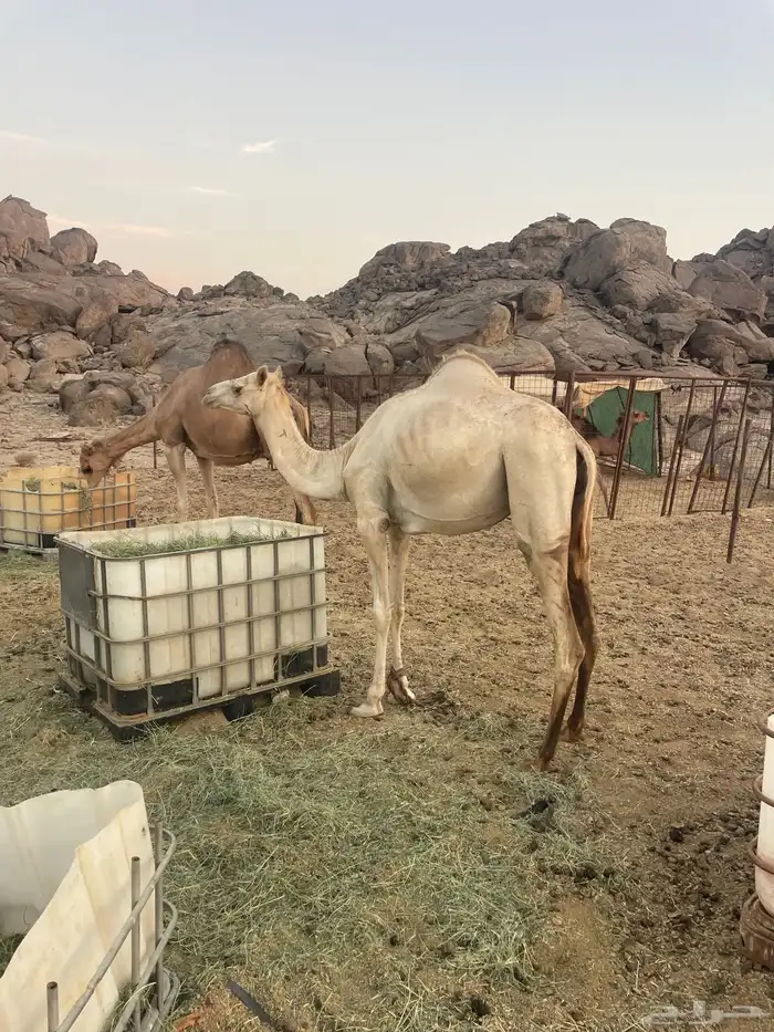 قعود العمر سنتين اللي يبي يذبح واللي يبيه ركبي 3