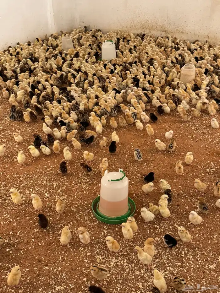 للبيع صوص بلدي وبيض بلدي 4