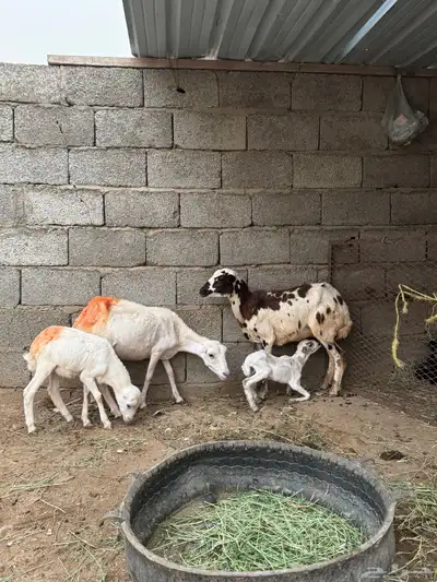 2 ضان مناتيج 0