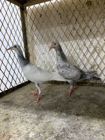 دنش بودره وبرلين سمبوسه 2