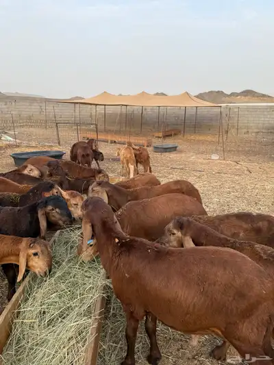 سواكن تربية ذبح وتوصيل داخل جدة 1