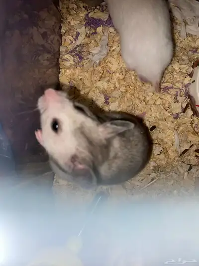 المجارده عسير 4