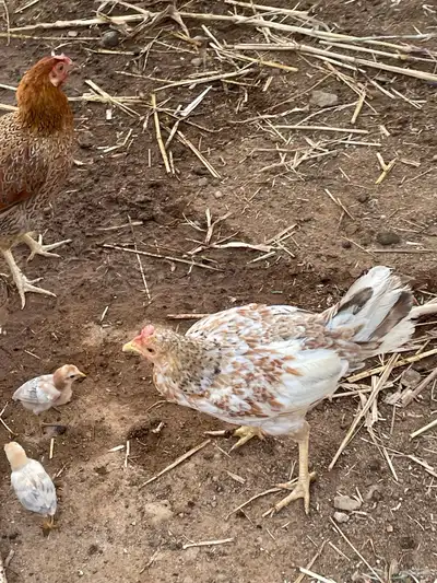 دجاج بلدي 2