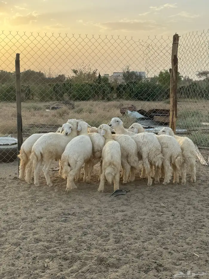 بهم 14