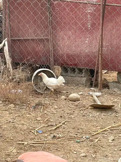دجاج بلدي 0