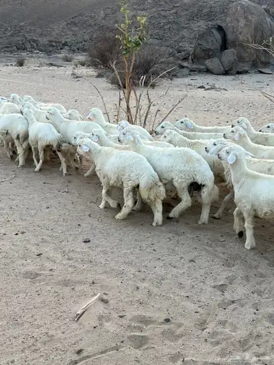 طليان ورخال 2