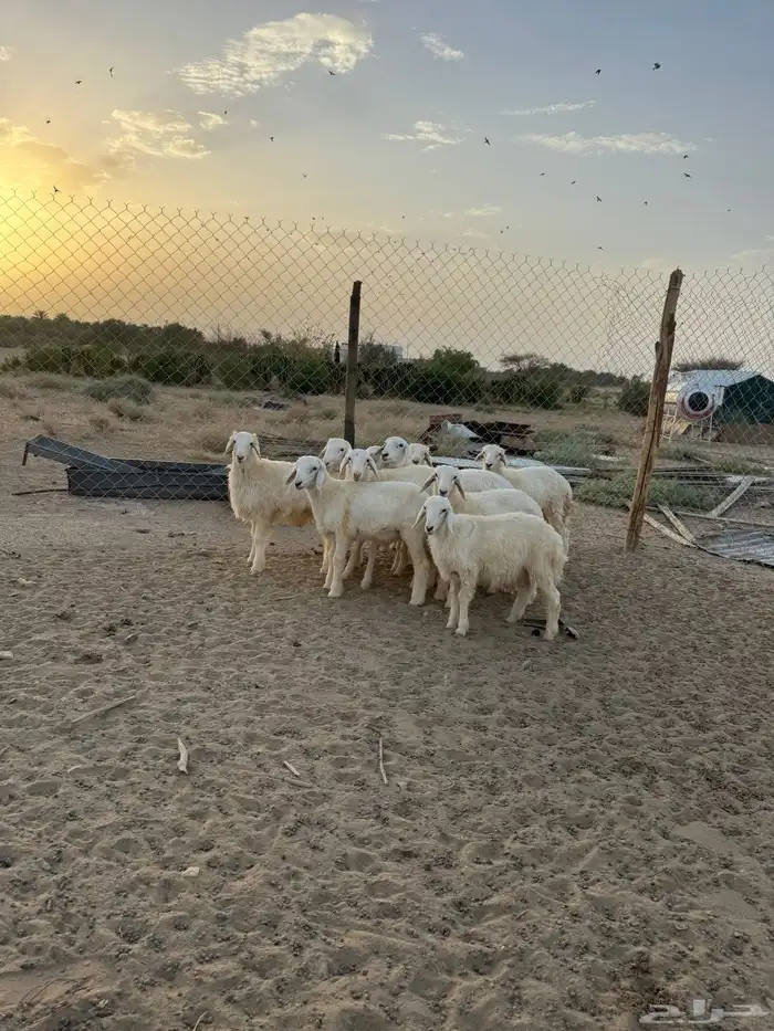 بهم 11
