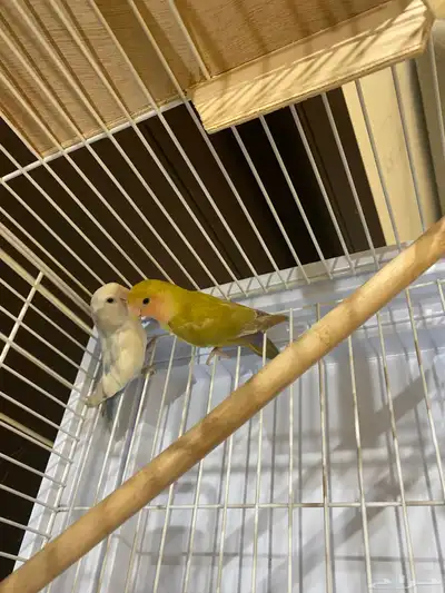 زوج روز منتج 0