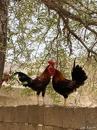دجاج بلدي اصيل 1