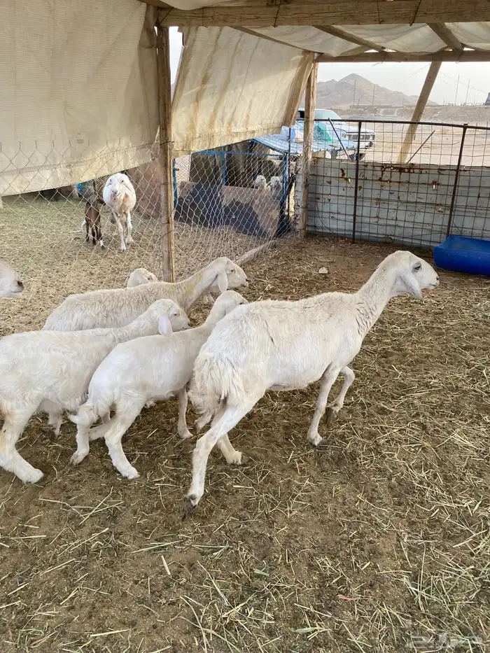 خلفات ودفيع 5