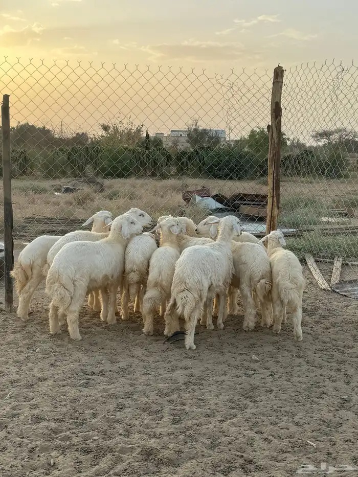 بهم 19