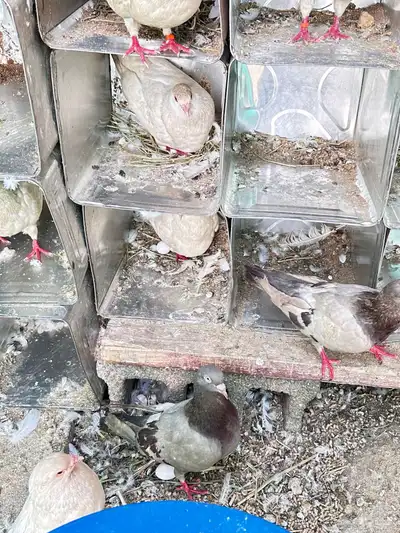 حمام فرنسي 9