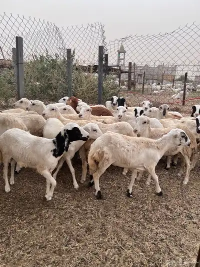 رخال رفيدي من 750 5