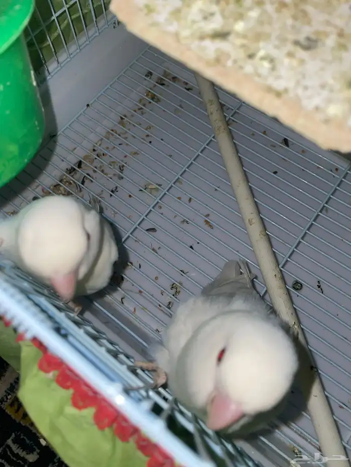 روز البينو اثنتين انثى 0