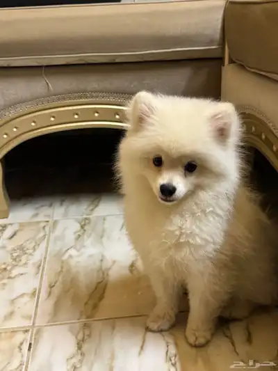 كلب بوميرينيان Pomeranian 3