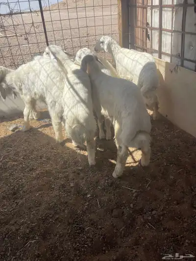 طليان 3