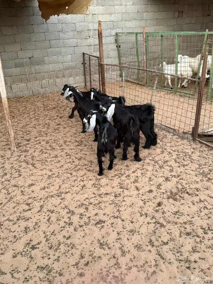 للبيع ذبايح حريات 2