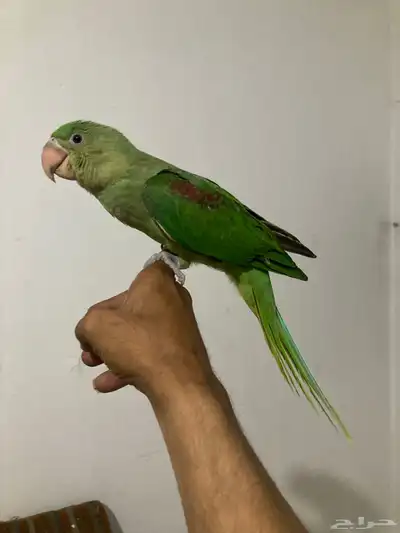 جده 1