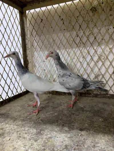 دنش بودره وبرلين سمبوسه 5