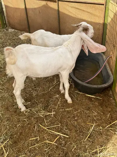 تيس مشروك مشروع فحل 1