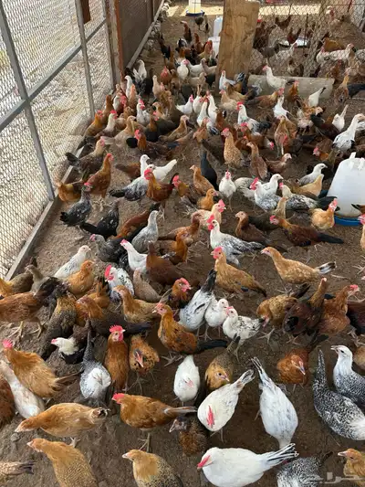 فروخ دجاج 3شهور ونص وفوق 1