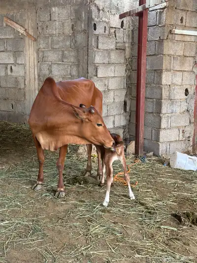 بقرة بلدي 0