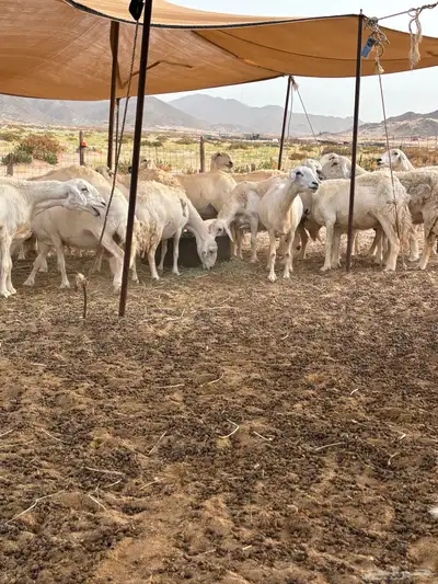 غنم حريه دفيع 25 3