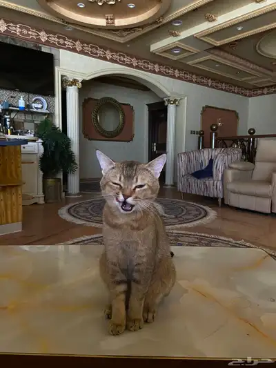 قط سكاوتش ستريت تبني 0