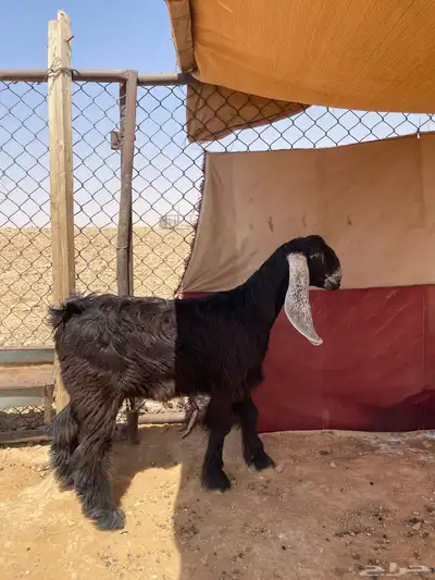 جفره عارضيه صنف 0