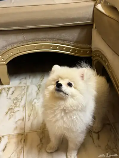 كلب بوميرينيان Pomeranian 2