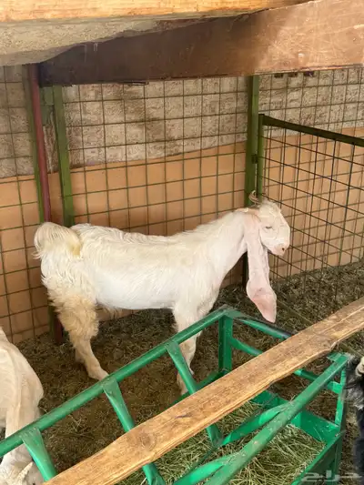 تيس مشروك مشروع فحل 9