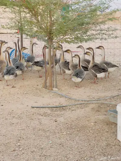 وز عراقي بيور 2